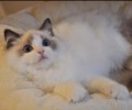 铲屎官要记得：宠物猫也讲风水